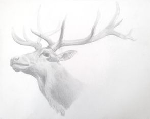 Graphite study of a stuffed deer in a museum, 2012